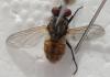 Musca domestica
